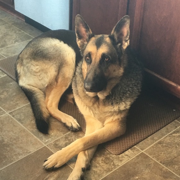 I’m a 59 year old mother of 3 and Nana to 8. My pictures are of my 3 protectors. - Picture 6 of 11